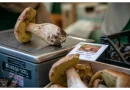Herbstgenüsse in der Emilia-Romagna – wo Italiens Dörfer ihre kulinarische Seele feiern