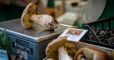 Herbstgenüsse in der Emilia-Romagna – wo Italiens Dörfer ihre kulinarische Seele feiern