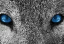 Arctic Wolf startet Cyber AI Readiness Accelerator für Partner