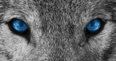 Arctic Wolf startet Cyber AI Readiness Accelerator für Partner