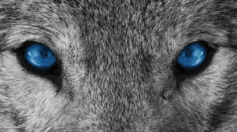 Arctic Wolf startet Cyber AI Readiness Accelerator für Partner